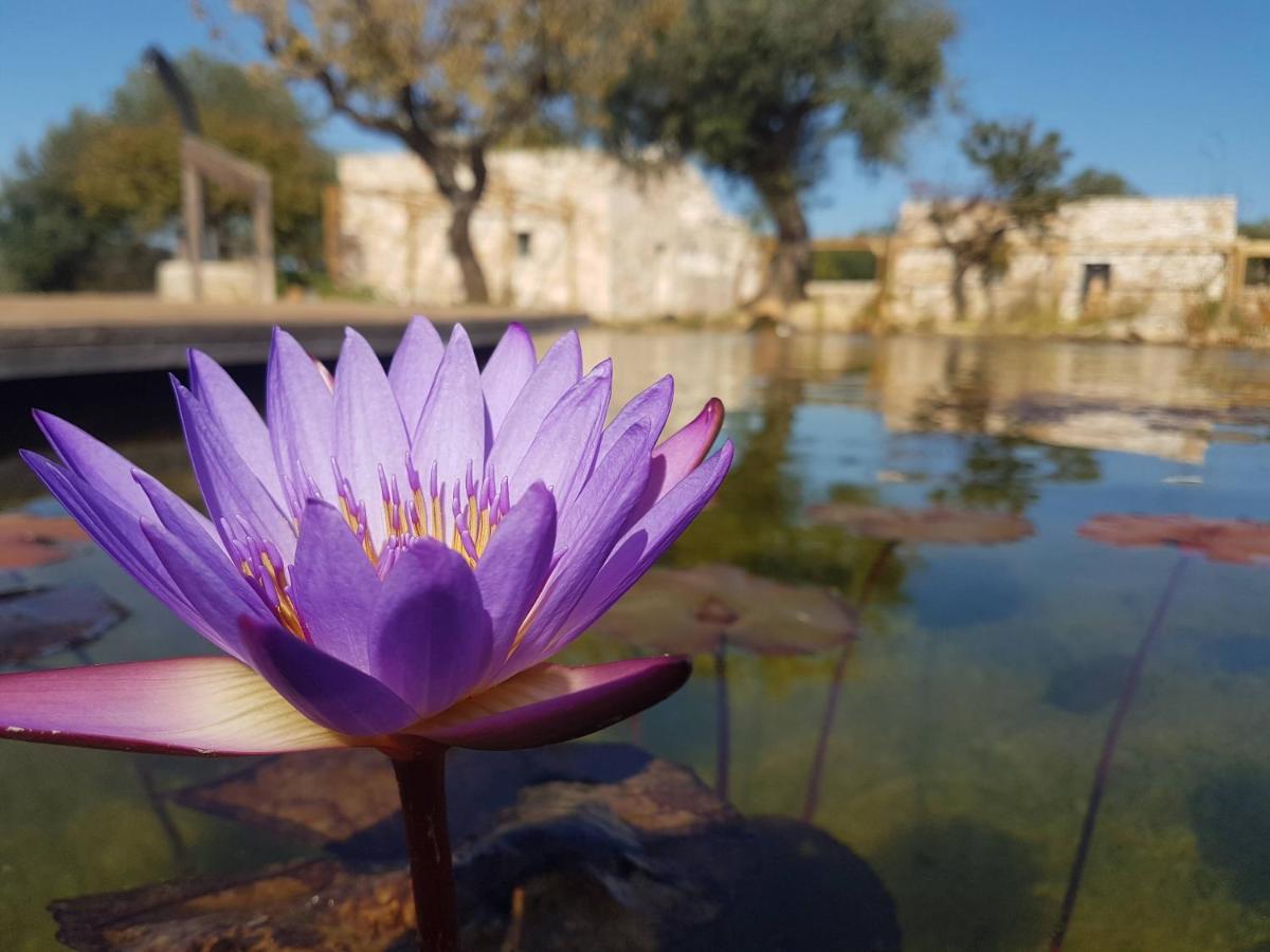 Il Fiore Della Vita Trulli Country House Конверсано Экстерьер фото